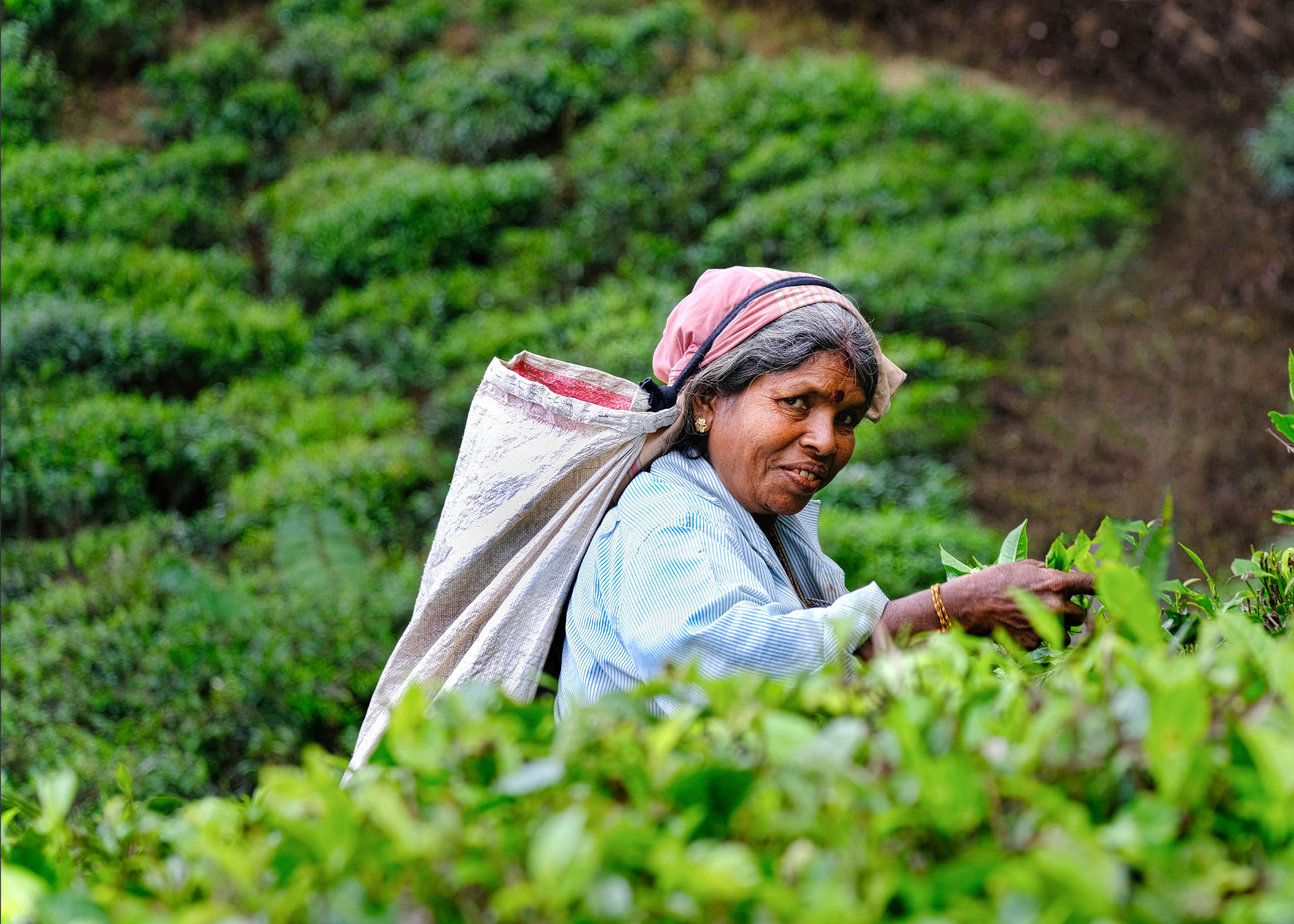 Nuwara Eliya & Ella